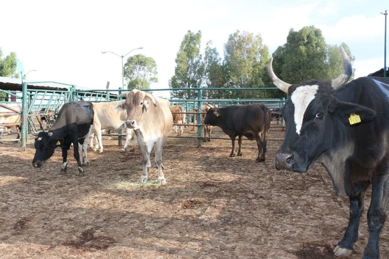 PEÑASCO RASTRO 12JULIO2020