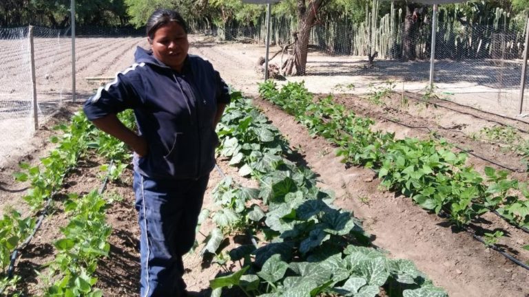 SEDARH SANIDAD VEGETAL 01JULIO2020