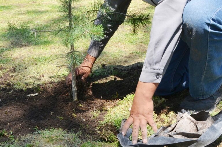 REFORESTACIÓN 30AGOSTO2020