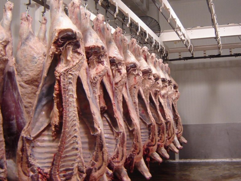 RASTRO PEÑASCO 15NOV2020