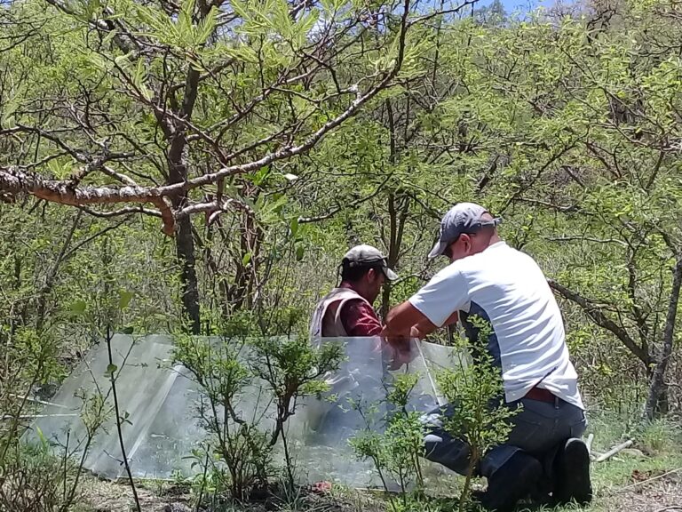 IPICYT ESPECIES VEGETALES 29ENERO2021