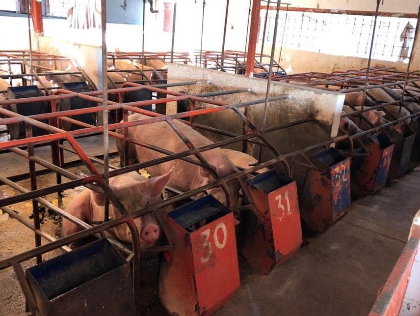 SEDARH PORCINOS 07ENERO2021