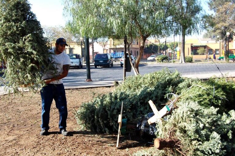 ACOPIO ÁRBOLES NAV. 02FEBRERO2021