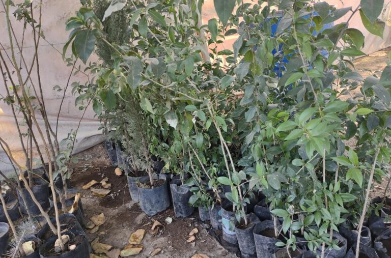 ACTIVO EL VIVERO 18ABRIL2021