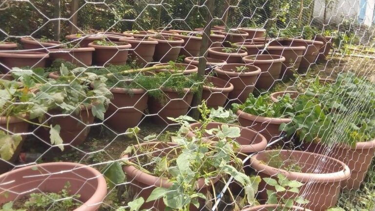 DIF CULTIVOS 26JULIO2021 (2)