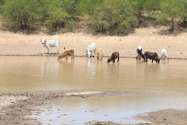APOYOS ZAONA RURAL 10AGOSTO2021 (2)