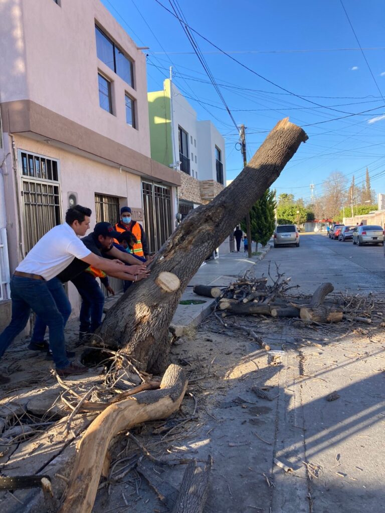 ÁRBOL RETIRADO 26ENERO2022