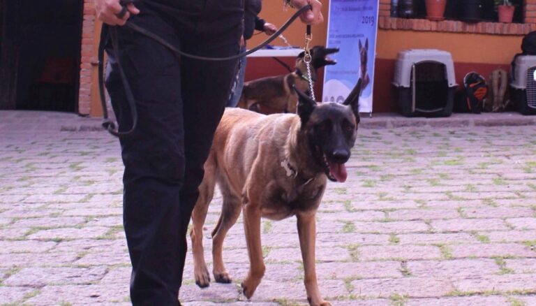 CUIDADO A ANIMALES 12ENERO2022 (2)
