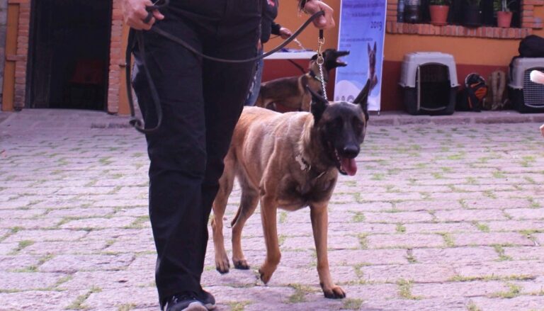 ESTANCIA ANIMAL 08FEBR2022 (2)