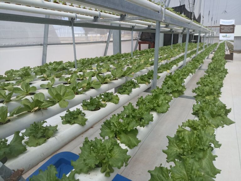 AGRONOMÍA INVERNADEROS 11MAYO2022