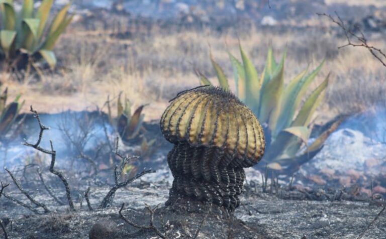 FOTOGRAFOS POTOSINOS 01SEPT2022