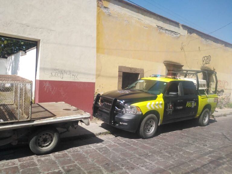 RESCATE PERRITOS 13NOV2022