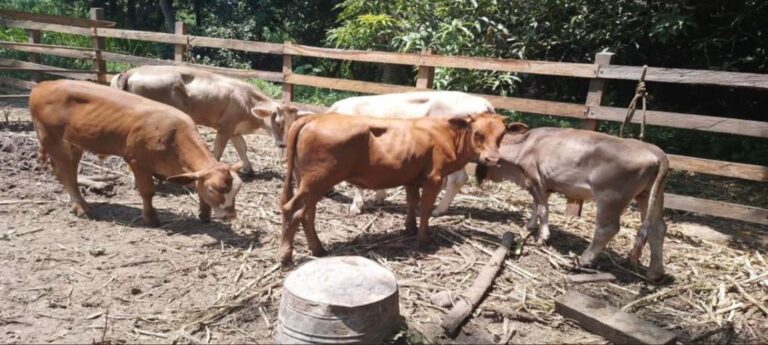 FISCALÍA GANADO 20JUNIO2023