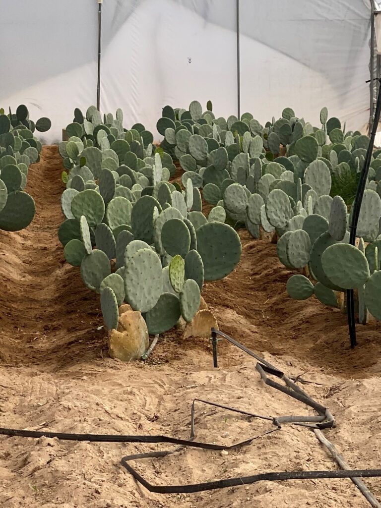 CARAO INVERNADEROS 2 19AGO2023 (2)