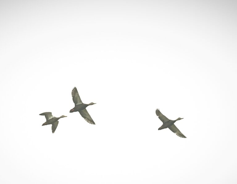 PARQUE TANGAMANGA 23DIC2023