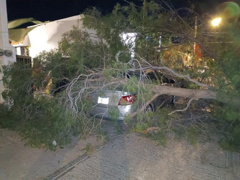 ÁRBOLES CAÍDOS 08ENERO2024