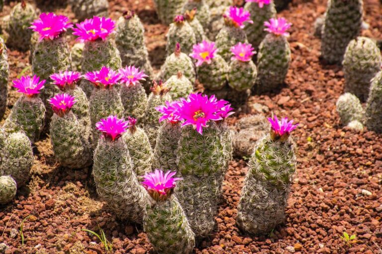 RECORRIDO JARDIN BOTANICO EL IZOTAL (6)