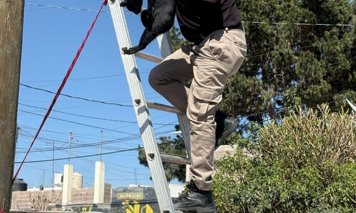 Atención oportuna a denuncias y para rescates del área de Bienestar Animal de la Capital